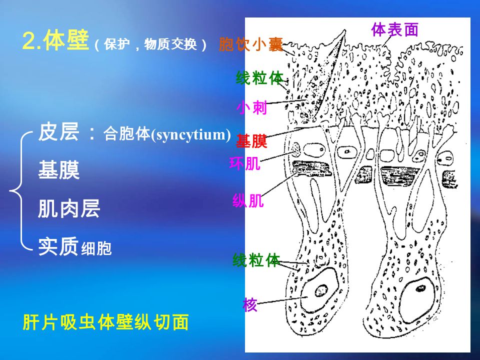 不更换宿主 固着器在体后端, 为锚或小 钩 吸虫纲的分类 三代虫指环虫