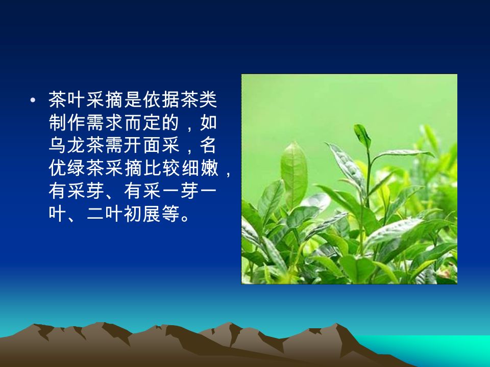 茶叶采摘是依据茶类 制作需求而定的，如 乌龙茶需开面采，名 优绿茶采摘比较细嫩， 有采芽、有采一芽一 叶、二叶初展等。