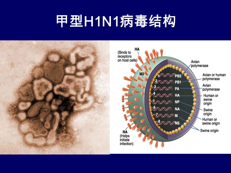 甲型 H1N1 病毒结构