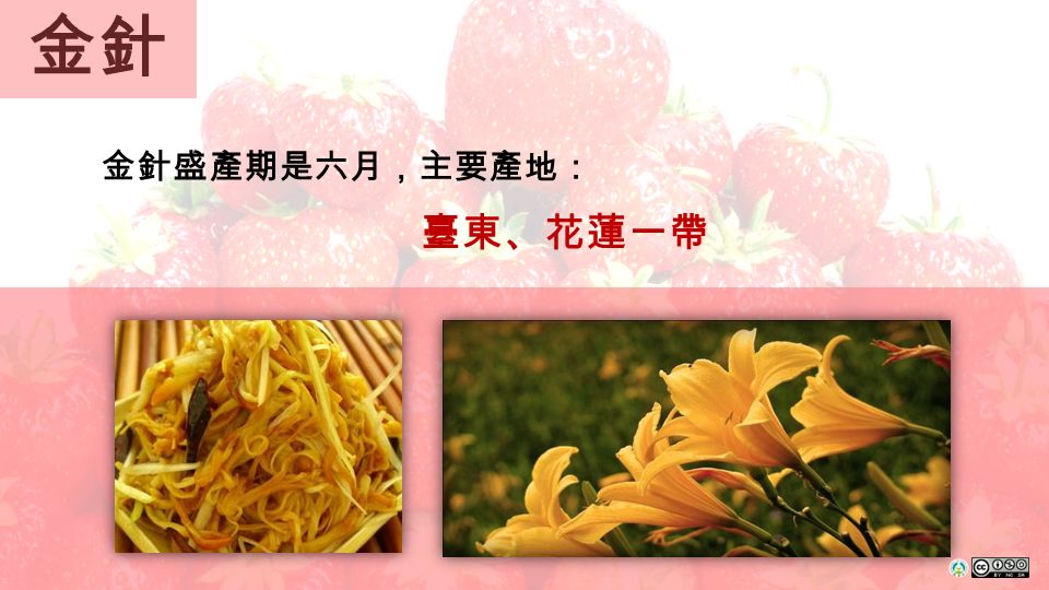 金針 金針盛產期是六月，主要產地： 臺東、花蓮一帶