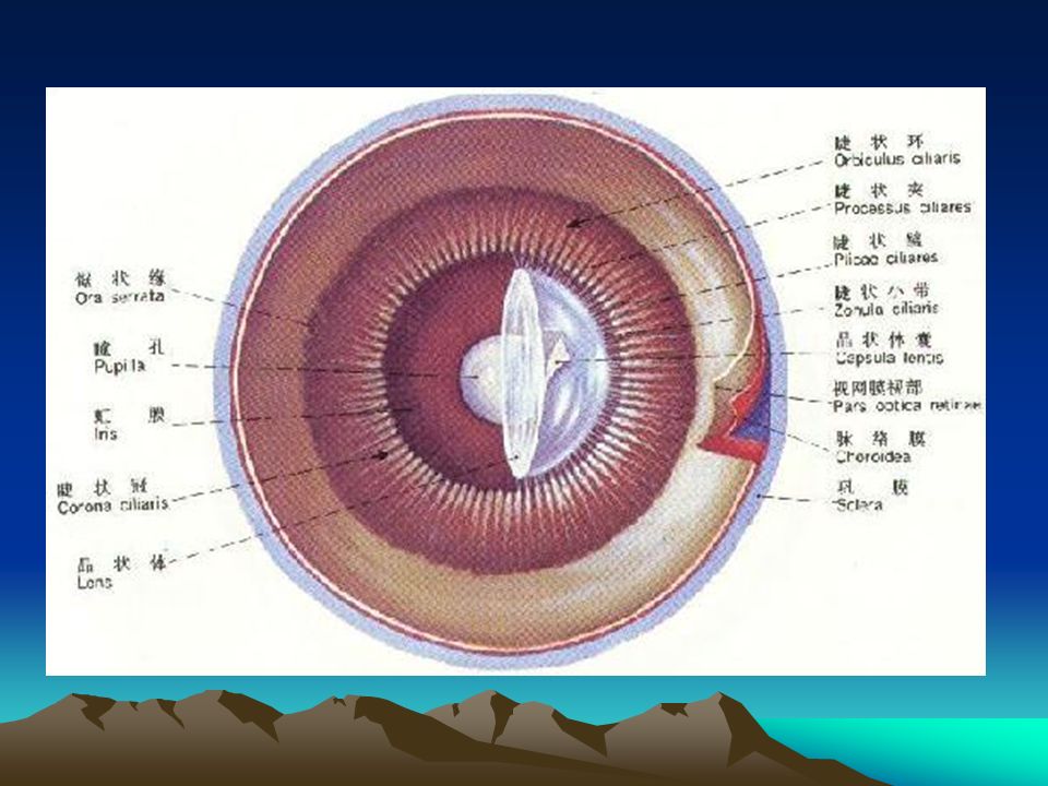 白内障 晶状体的解剖及生理 透明,呈双凸透镜状,其