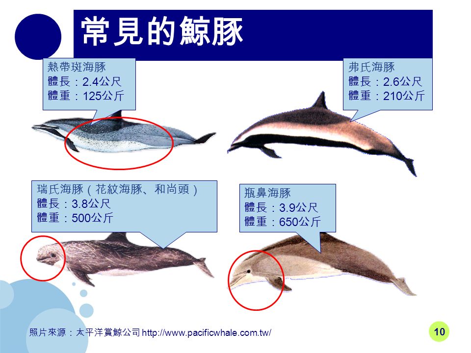 10 常見的鯨豚 照片來源：太平洋賞鯨公司   熱帶斑海豚 體長： 2.4 公尺 體重： 125 公斤 弗氏海豚 體長： 2.6 公尺 體重： 210 公斤 瑞氏海豚（花紋海豚、和尚頭） 體長： 3.8 公尺 體重： 500 公斤 瓶鼻海豚 體長： 3.9 公尺 體重： 650 公斤