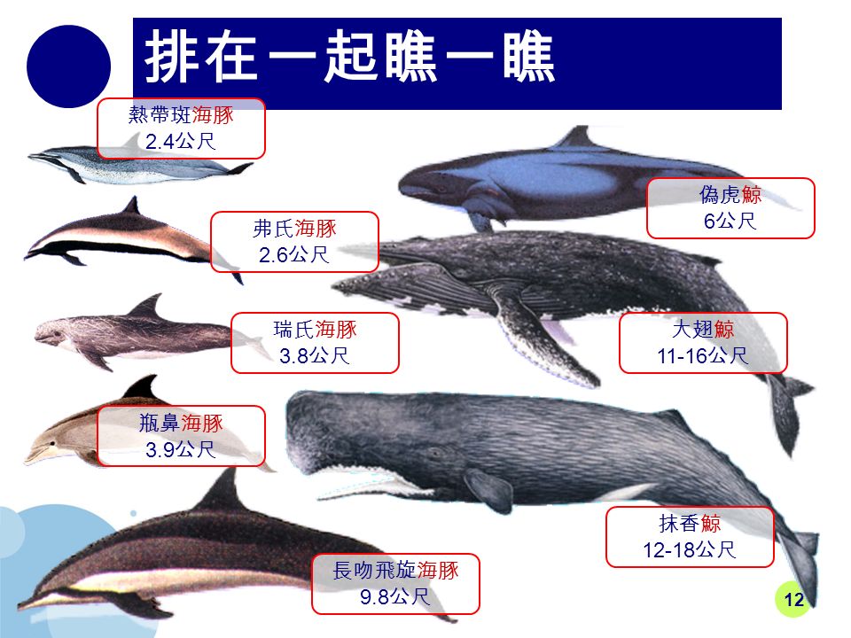 12 排在一起瞧一瞧 熱帶斑海豚 2.4 公尺 弗氏海豚 2.6 公尺 瑞氏海豚 3.8 公尺 瓶鼻海豚 3.9 公尺 長吻飛旋海豚 9.8 公尺 偽虎鯨 6 公尺 大翅鯨 公尺 抹香鯨 公尺