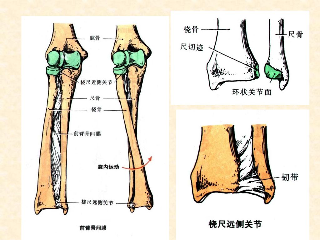 前臂骨连结由桡尺近侧关节,远侧关节和骨间膜组成.