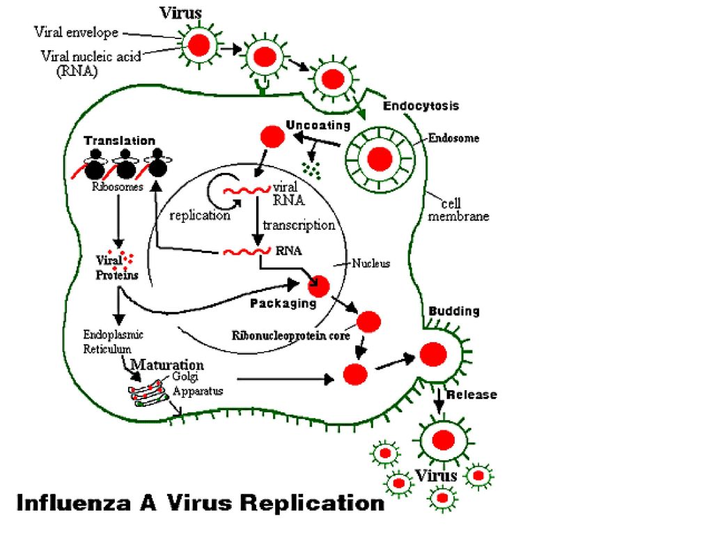 swine influenza a/h1n1新型流感