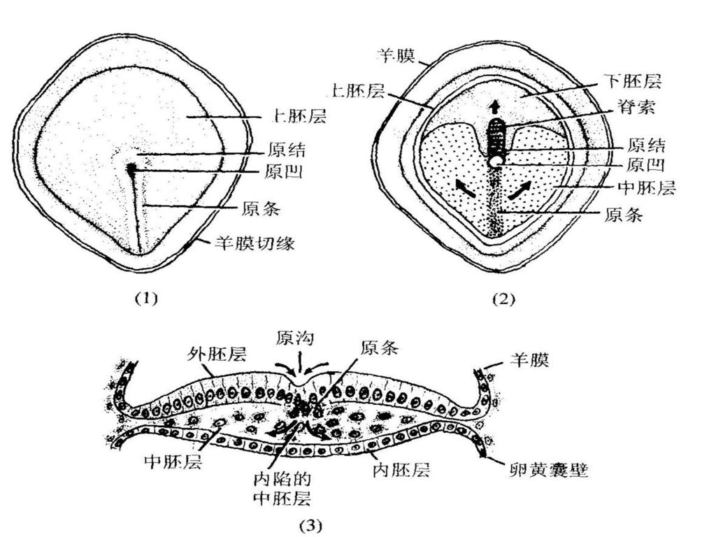 三胚层胚盘的形成a)原沟深部细胞在上胚层,下胚层之间向周边扩展形成