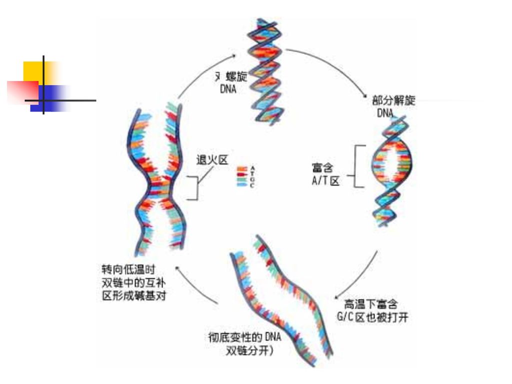 molecular hybridization (dna,rna & protein) part 5  分子杂交