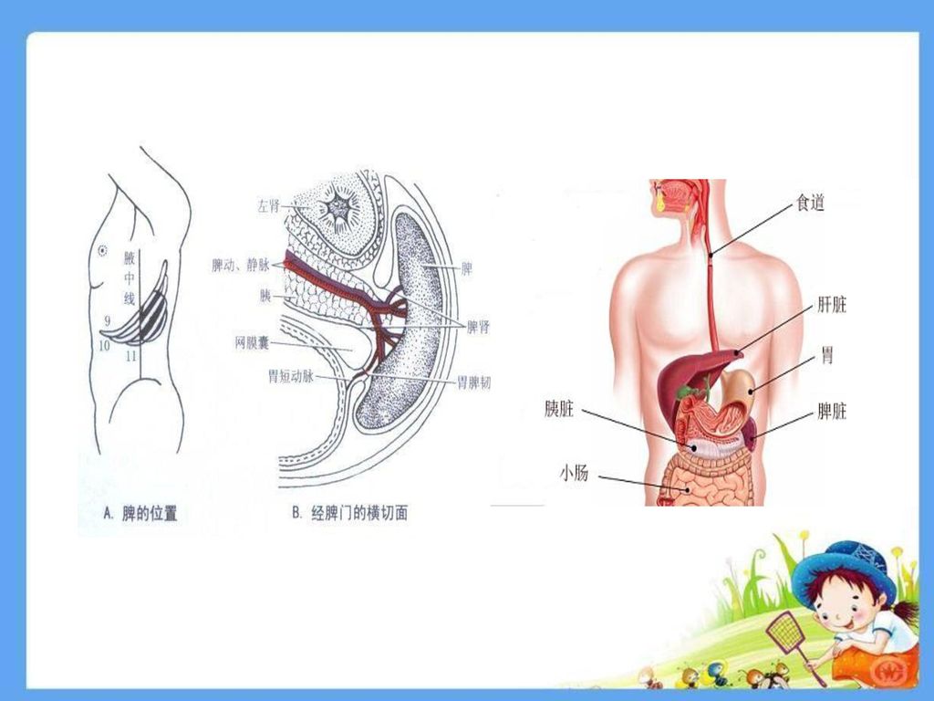 脾的体积约为12-14cm × 7-10cm × 3-4cm,重约100g～250g,是人体最大