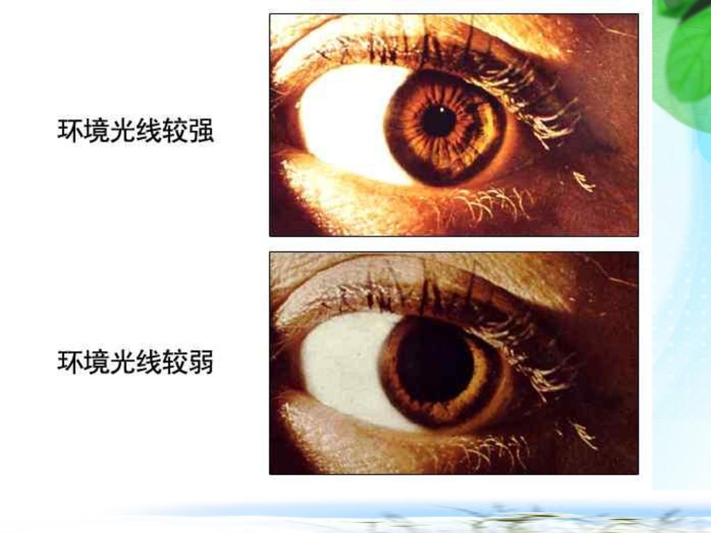 眼睛与视觉的形成(二).