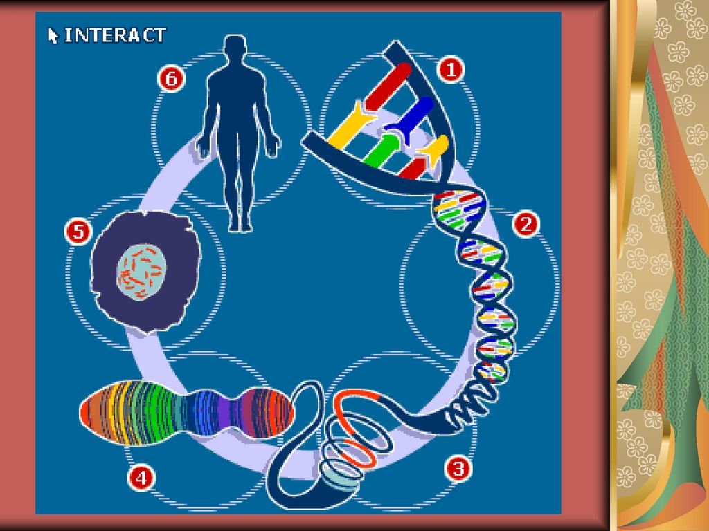 2.染色体,dna,基因之间的关系? 是由基因决定的. 3.