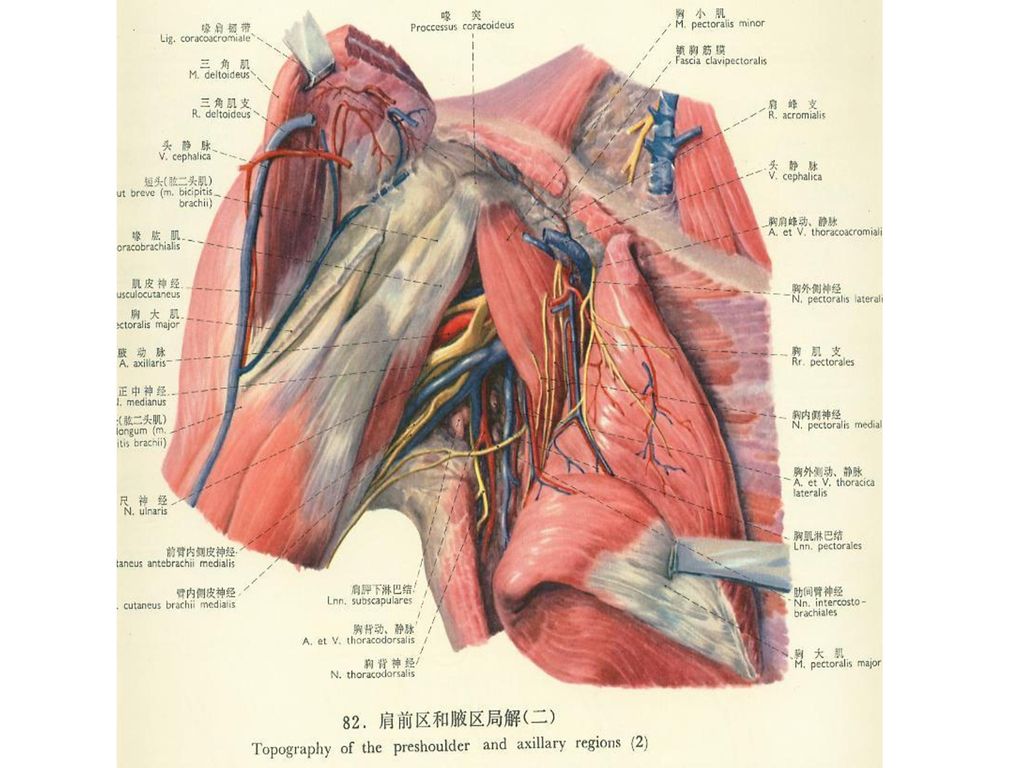 (二)表面解剖:三角肌及头静脉.