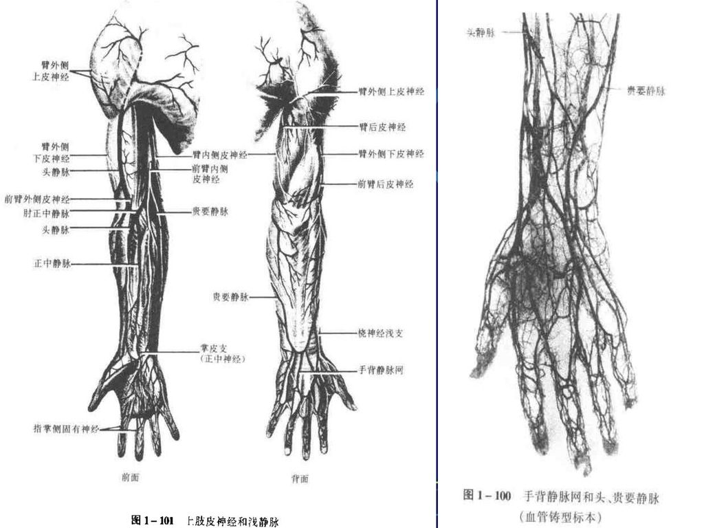 34                 2,上肢的浅静脉  上肢