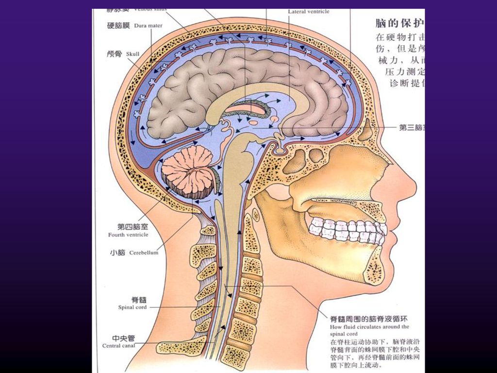 脑脊液检验 examination of cerebrospinal fluid (csf).