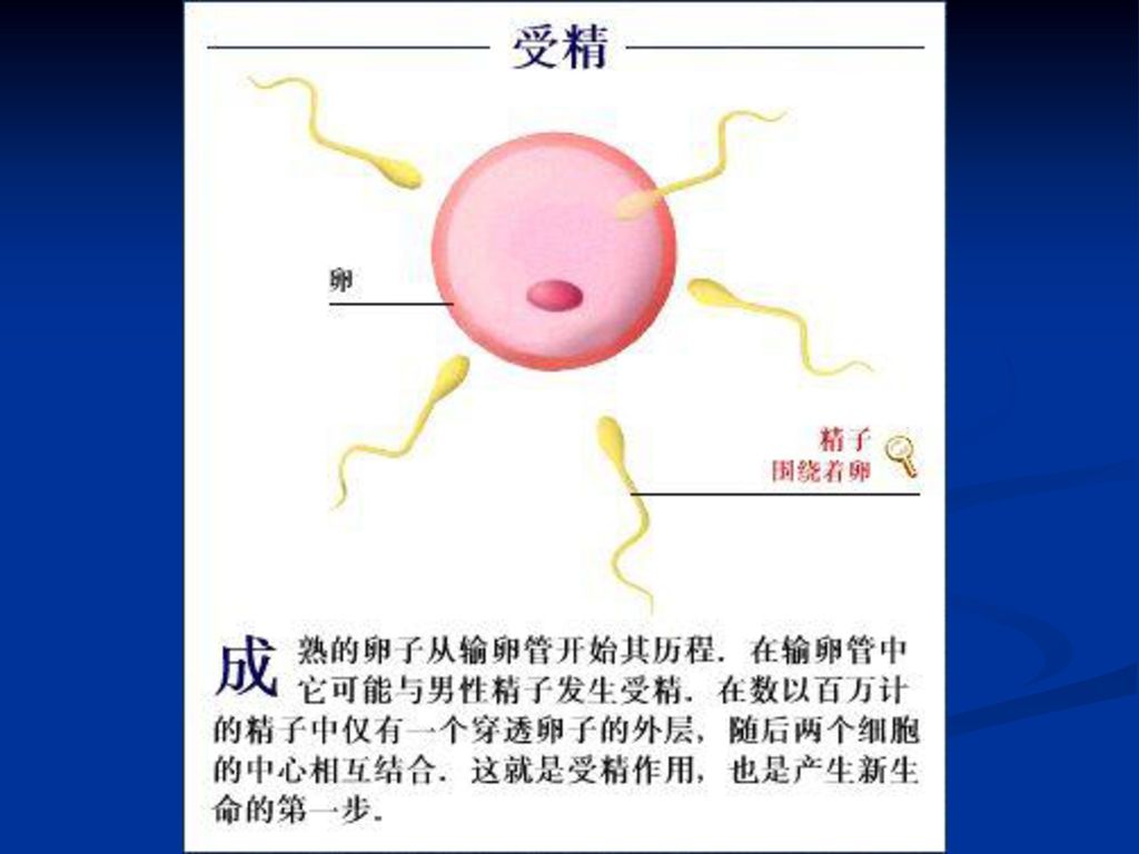 第1节 人的生殖与发育之 新生命的孕育及出生后的发育