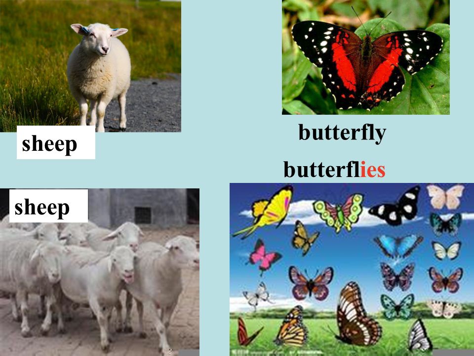 butterfly butterflies sheep