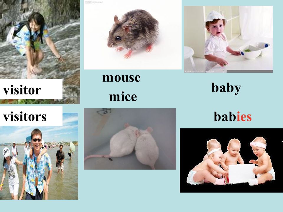 visitor visitors mouse mice babies baby