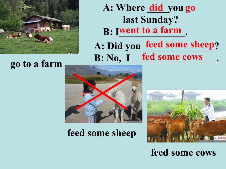 feed some sheep feed some cows A: Did you ______________.