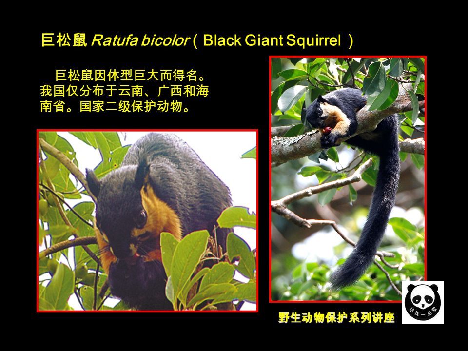 野生动物保护系列讲座 巨松鼠 Ratufa bicolor （ Black Giant Squirrel ） 巨松鼠因体型巨大而得名。 我国仅分布于云南、广西和海 南省。国家二级保护动物。
