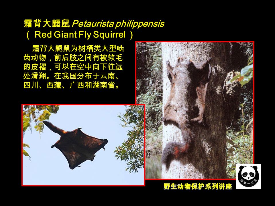 野生动物保护系列讲座 霜背大鼯鼠 Petaurista philippensis （ Red Giant Fly Squirrel ） 霜背大鼯鼠为树栖类大型啮 齿动物，前后肢之间有被软毛 的皮褶，可以在空中向下往远 处滑翔。在我国分布于云南、 四川、西藏、广西和湖南省。
