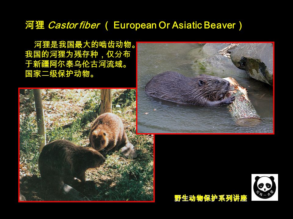 野生动物保护系列讲座 河狸 Castor fiber （ European Or Asiatic Beaver ） 河狸是我国最大的啮齿动物。 我国的河狸为残存种，仅分布 于新疆阿尔泰乌伦古河流域。 国家二级保护动物。