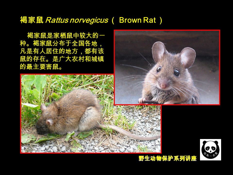 野生动物保护系列讲座 褐家鼠 Rattus norvegicus （ Brown Rat ） 褐家鼠是家栖鼠中较大的一 种。褐家鼠分布于全国各地， 凡是有人居住的地方，都有该 鼠的存在。是广大农村和城镇 的最主要害鼠。