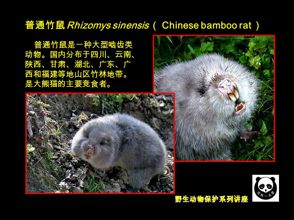 野生动物保护系列讲座 普通竹鼠 Rhizomys sinensis （ Chinese bamboo rat ） 普通竹鼠是一种大型啮齿类 动物。国内分布于四川、云南、 陕西、甘肃、湖北、广东、广 西和福建等地山区竹林地带。 是大熊猫的主要竞食者。