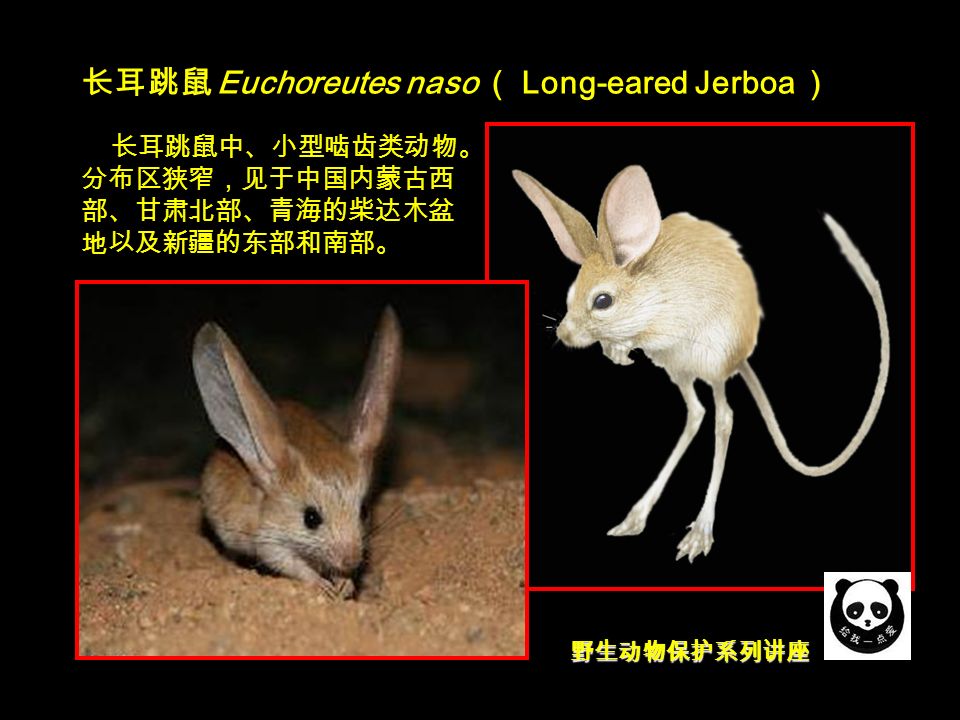 野生动物保护系列讲座 长耳跳鼠 Euchoreutes naso （ Long-eared Jerboa ） 长耳跳鼠中、小型啮齿类动物。 分布区狭窄，见于中国内蒙古西 部、甘肃北部、青海的柴达木盆 地以及新疆的东部和南部。