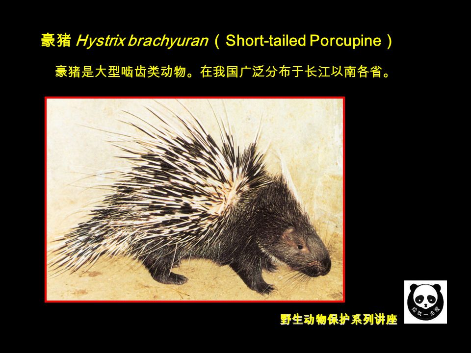 野生动物保护系列讲座 豪猪 Hystrix brachyuran （ Short-tailed Porcupine ） 豪猪是大型啮齿类动物。在我国广泛分布于长江以南各省。
