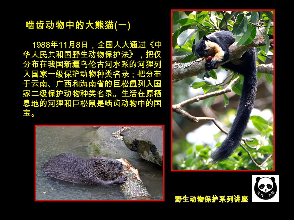 野生动物保护系列讲座 啮齿动物中的大熊猫 ( 一 ) 1988 年 11 月 8 日，全国人大通过《中 华人民共和国野生动物保护法》，把仅 分布在我国新疆乌伦古河水系的河狸列 入国家一级保护动物种类名录；把分布 于云南、广西和海南省的巨松鼠列入国 家二级保护动物种类名录。生活在原栖 息地的河狸和巨松鼠是啮齿动物中的国 宝。