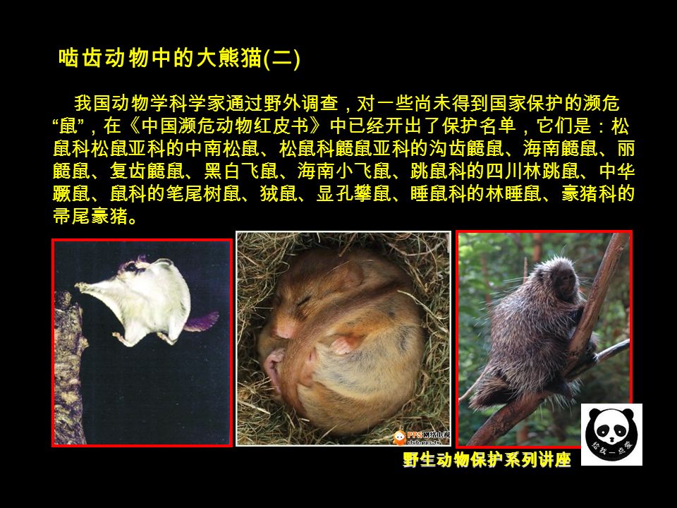 野生动物保护系列讲座 啮齿动物中的大熊猫 ( 二 ) 我国动物学科学家通过野外调查，对一些尚未得到国家保护的濒危 鼠 ，在《中国濒危动物红皮书》中已经开出了保护名单，它们是：松 鼠科松鼠亚科的中南松鼠、松鼠科鼯鼠亚科的沟齿鼯鼠、海南鼯鼠、丽 鼯鼠、复齿鼯鼠、黑白飞鼠、海南小飞鼠、跳鼠科的四川林跳鼠、中华 蹶鼠、鼠科的笔尾树鼠、狨鼠、显孔攀鼠、睡鼠科的林睡鼠、豪猪科的 帚尾豪猪。