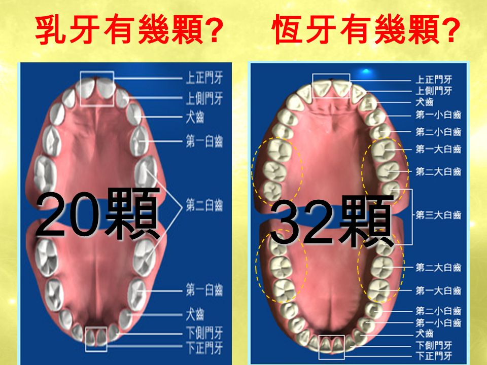 3 牙齒結構 - 由外到內的構造 牙齒結構 - 由外到內的構造 (1) 琺瑯質 : 它是人體當中最硬 地方，但它有個缺點，就是不 能再生，這個部分蛀牙了，就 一定要找牙醫師補。 (2) 象牙質 : 它的顏色像象牙一 樣是乳白色，比琺瑯質黃一點， 而且它也比琺瑯質軟一些！不 過象牙質會再生，以防止蛀牙 蛀到裡面的牙髓腔，但是若蛀 牙速度太快，那再生的速度也 是趕不上的。 (3) 牙髓腔 : 裡面有神經及血管 。