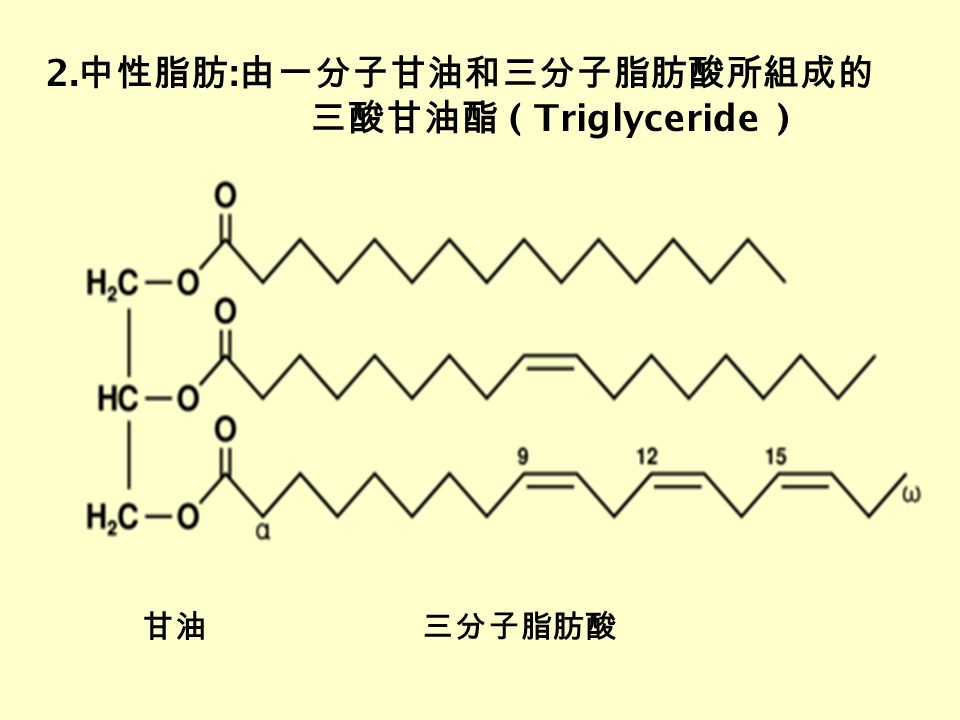 2. 中性脂肪 : 由一分子甘油和三分子脂肪酸所組成的 三酸甘油酯 ( Triglyceride ) 甘油三分子脂肪酸