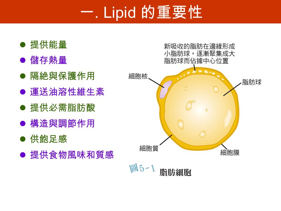 一. Lipid 的重要性 提供能量 儲存熱量 隔絶與保護作用 運送油溶性維生素 提供必需脂肪酸 構造與調節作用 供飽足感 提供食物風味和質感
