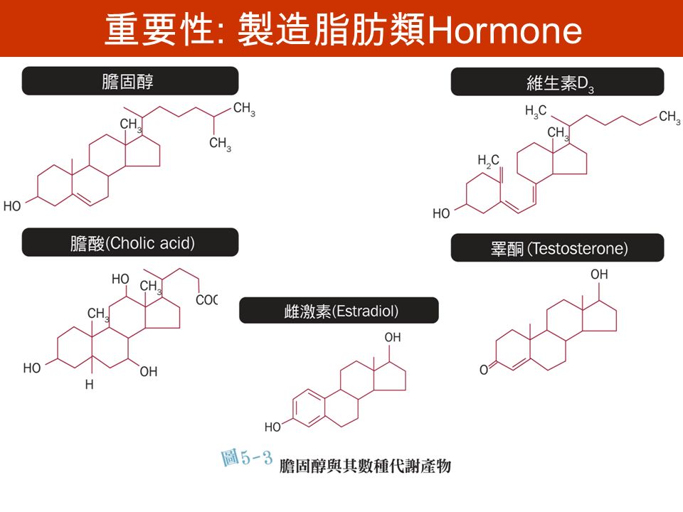 重要性 : 製造脂肪類 Hormone