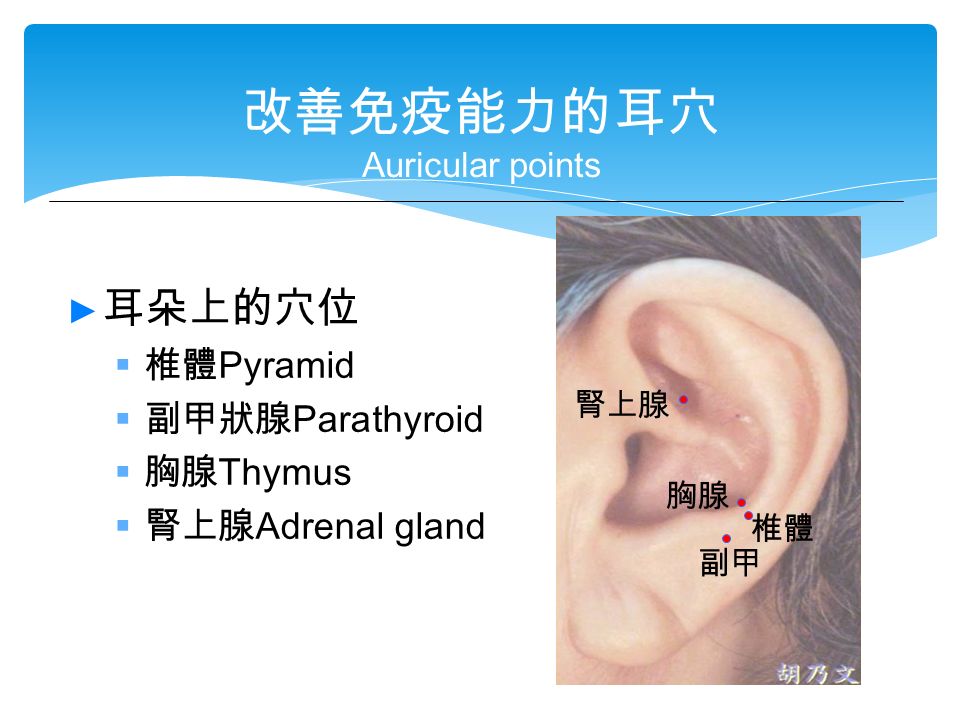 改善免疫能力的耳穴 Auricular points 胸腺 腎上腺 椎體 ► 耳朵上的穴位  椎體 Pyramid  副甲狀腺 Parathyroid  胸腺 Thymus  腎上腺 Adrenal gland 副甲