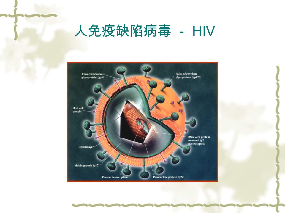 人免疫缺陷病毒 － HIV