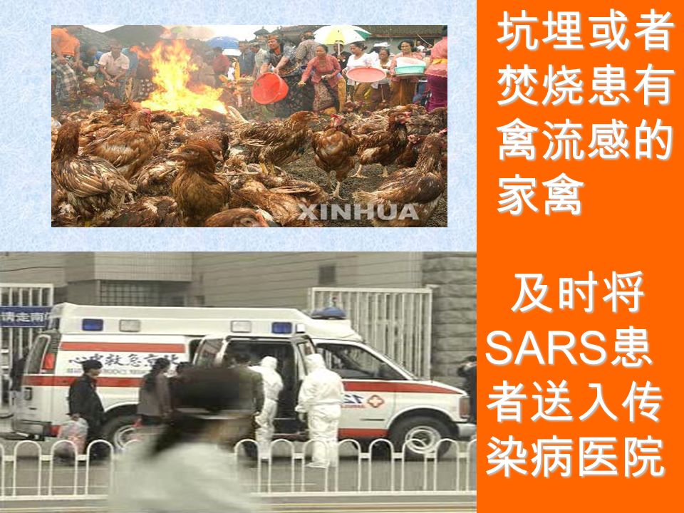 坑埋或者 焚烧患有 禽流感的 家禽 及时将 SARS 患 者送入传 染病医院 及时将 SARS 患 者送入传 染病医院
