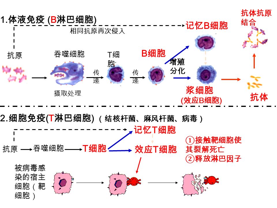 1. 体液免疫 (B 淋巴细胞 ) 抗原 传递 传递 抗体抗原 结合 吞噬细胞 T细胞T细胞 B 细胞 记忆 B 细胞 浆细胞 ( 效应 B 细胞 ) 抗体 摄取处理 增殖 分化 传递传递 2.