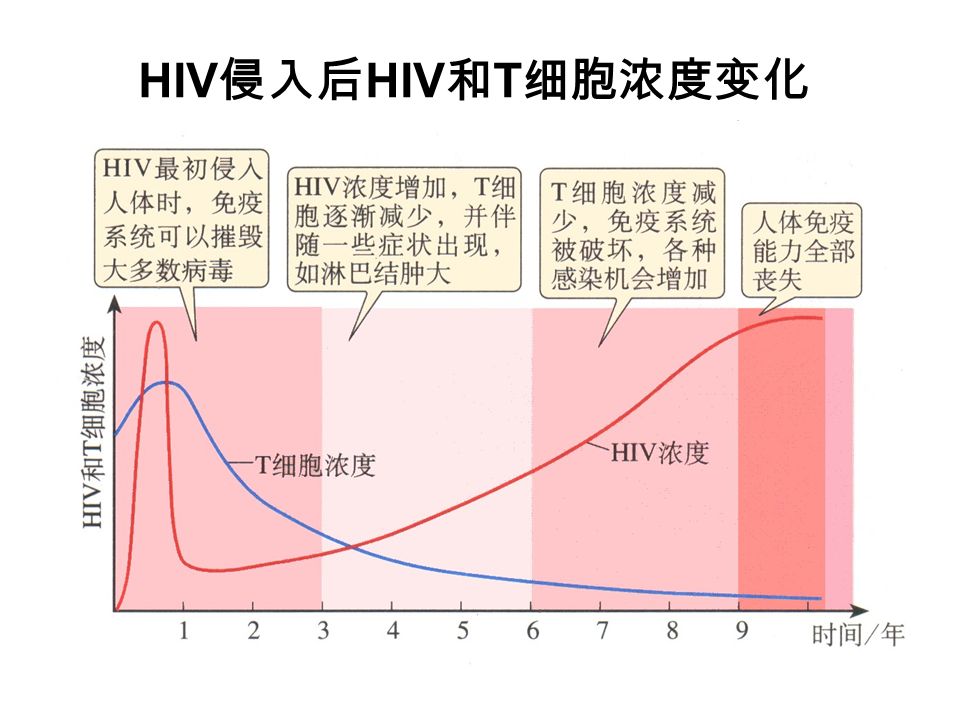 HIV 侵入后 HIV 和 T 细胞浓度变化