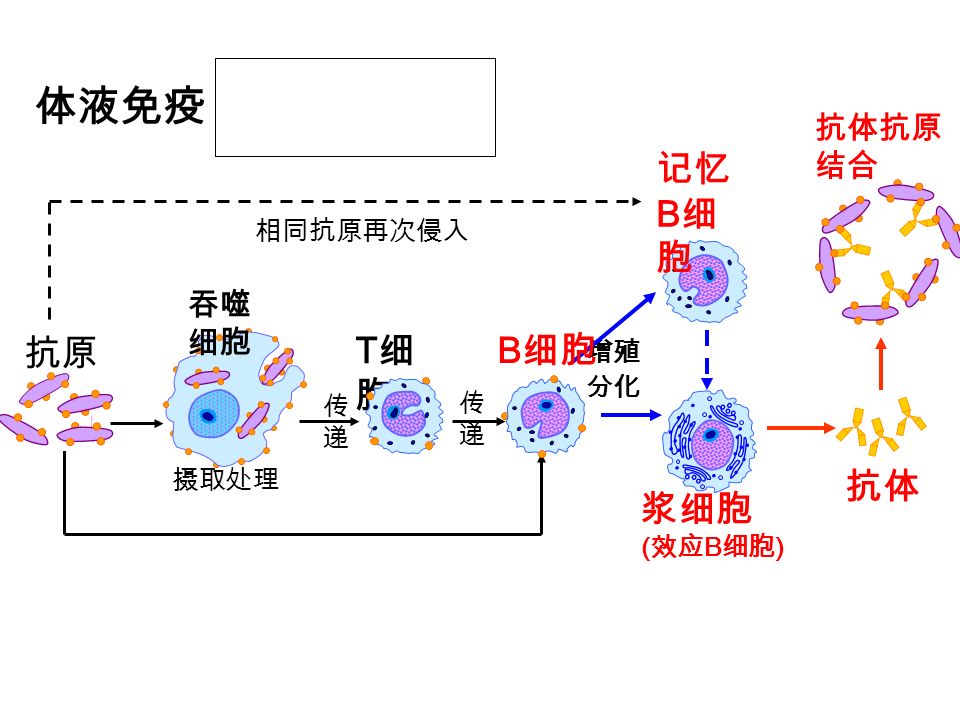 T细胞T细胞 体液免疫 (B 淋巴细胞 ) 抗原 传递 传递 传递传递 抗体抗原 结合 浆细胞 ( 效应 B 细胞 ) 摄取处理 增殖 分化 相同抗原再次侵入 吞噬 细胞 B 细胞 记忆 B 细 胞 抗体