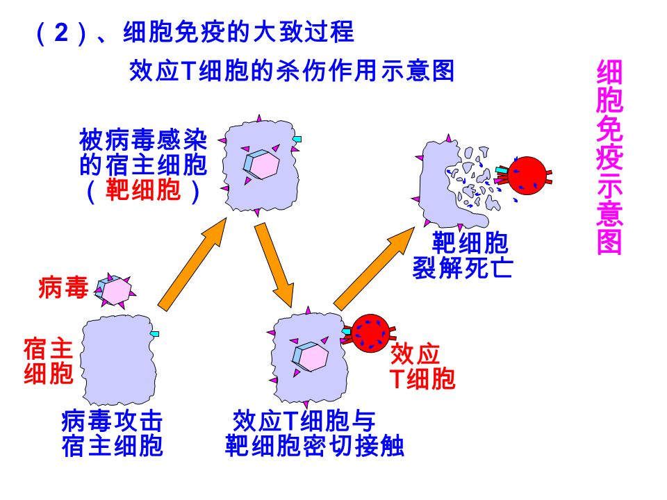 （ 2 ）、细胞免疫的大致过程 细胞免疫示意图细胞免疫示意图 效应 T 细胞的杀伤作用示意图 被病毒感染 的宿主细胞 （靶细胞） 病毒 病毒攻击 宿主细胞 宿主 细胞 效应 T 细胞 效应 T 细胞与 靶细胞密切接触 靶细胞 裂解死亡