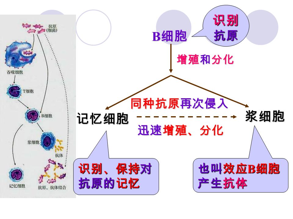 1 、体液免疫的过程 抗原 吞噬细胞 ( 识别和处理 ) T 细胞 B 细胞 识别、呈递抗原 释放淋巴因子 呈递抗原 暴露病原体 特有抗原 直接 刺激