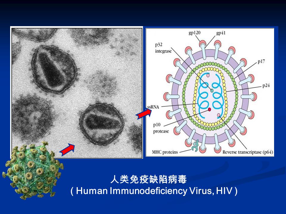 人类免疫缺陷病毒 ( Human Immunodeficiency Virus, HIV )