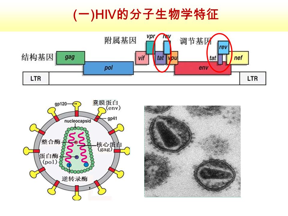 ( 一 ) HIV的分子生物学特征
