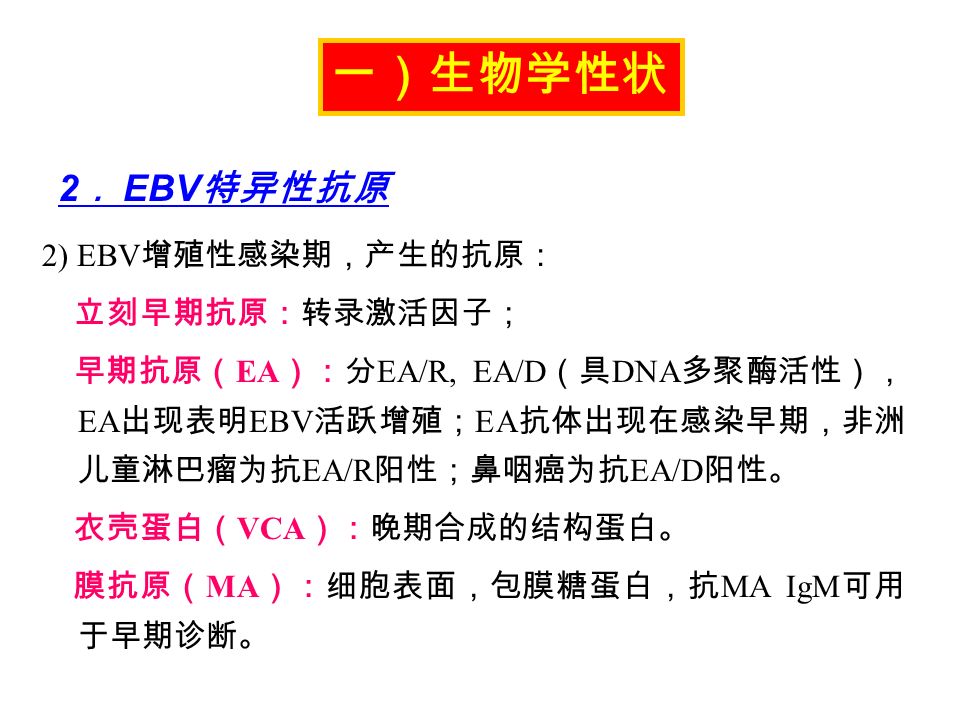1 ） EBV 潜伏感染期，选择性表达早期抗原： 核抗原（ EBNA ）：感染的 B 细胞核内，为 DNA 结合蛋 白。 EBNA 抗体出现在感染晚期。 潜伏感染膜蛋白（ LMP ）：在 B 细胞表面，与细胞恶化 有关，其中 LMP1 在肿瘤形成中起主要作用。 一）生物学性状 2 ． EBV 特异性抗原