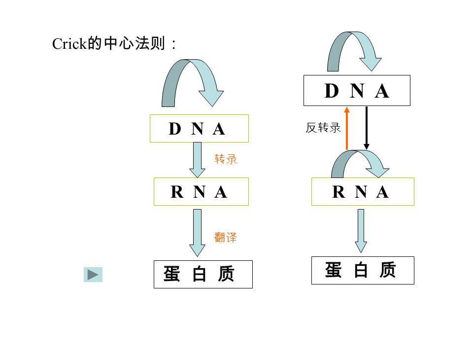 Crick 的中心法则： D N A R N A D N A 蛋 白 质 转录 翻译 反转录
