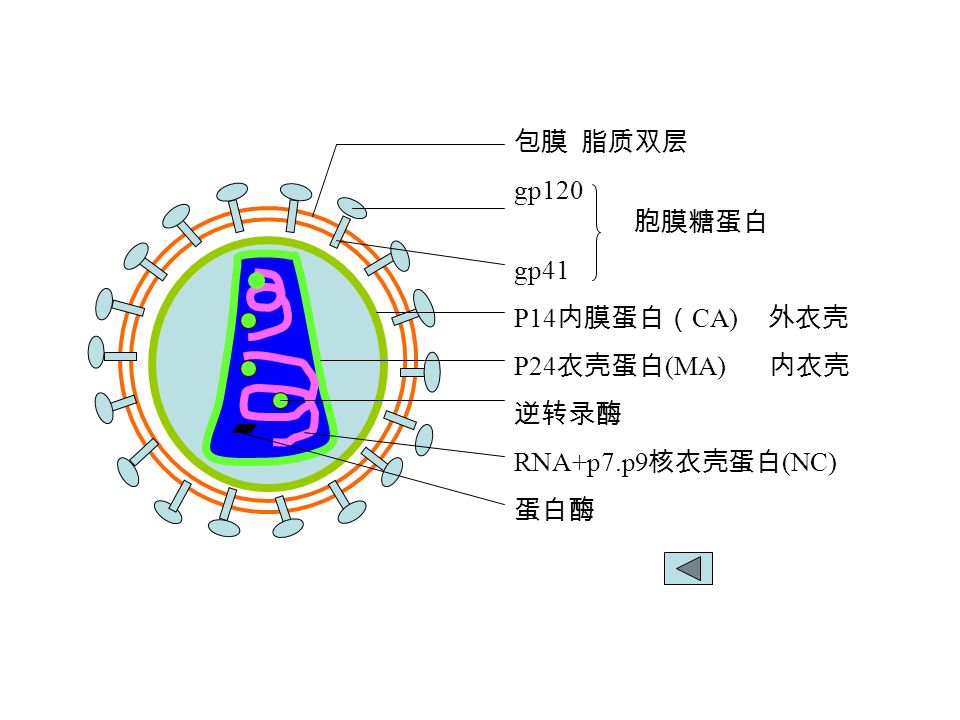 包膜 脂质双层 gp120 gp41 P14 内膜蛋白（ CA) 外衣壳 P24 衣壳蛋白 (MA) 内衣壳 逆转录酶 RNA+p7.p9 核衣壳蛋白 (NC) 蛋白酶 胞膜糖蛋白
