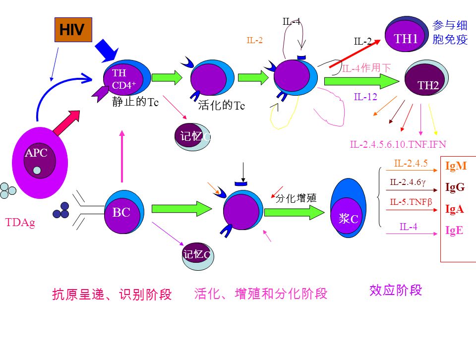 TH CD4 + 静止的 Tc 活化的 Tc TH2 TH1 IL-4 作用下 记忆 C BC 浆C浆C IL IL-2.4.6γ IL-5.TNFβ IL-4 IgM IgG IgA IgE IL TNF.IFN 分化增殖 IL-2 IL-4 IL-12 参与细 胞免疫 抗原呈递、识别阶段 活化、增殖和分化阶段 效应阶段 IL-2 APC 记忆 C TDAg HIV