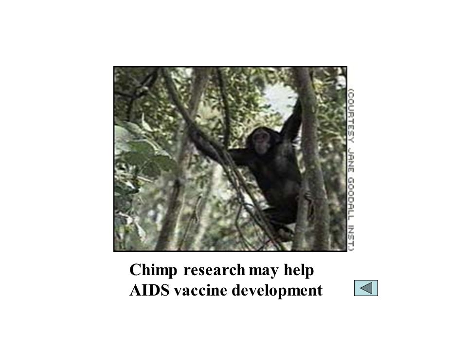 Chimp research may help AIDS vaccine development