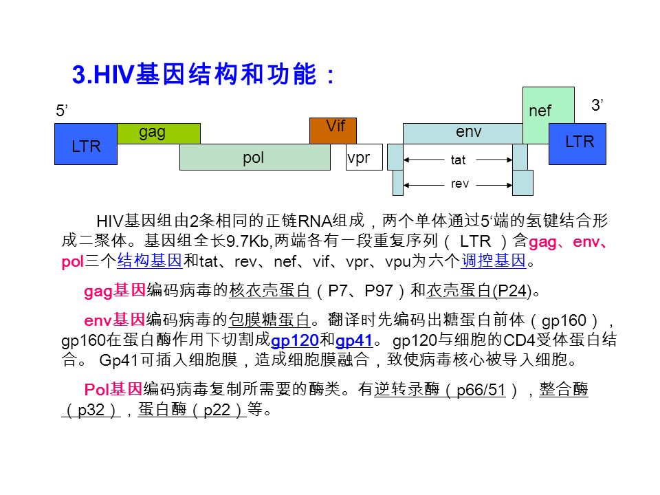 3.HIV 基因结构和功能： LTR gag pol Vif vpr env nef LTR HIV 基因组由 2 条相同的正链 RNA 组成，两个单体通过 5‘ 端的氢键结合形 成二聚体。基因组全长 9.7Kb, 两端各有一段重复序列（ LTR ）含 gag 、 env 、 pol 三个结构基因和 tat 、 rev 、 nef 、 vif 、 vpr 、 vpu 为六个调控基因。 gag 基因编码病毒的核衣壳蛋白（ P7 、 P97 ）和衣壳蛋白 (P24) 。 env 基因编码病毒的包膜糖蛋白。翻译时先编码出糖蛋白前体（ gp160 ）， gp160 在蛋白酶作用下切割成 gp120 和 gp41 。 gp120 与细胞的 CD4 受体蛋白结 合。 Gp41 可插入细胞膜，造成细胞膜融合，致使病毒核心被导入细胞。 Pol 基因编码病毒复制所需要的酶类。有逆转录酶（ p66/51 ），整合酶 （ p32 ），蛋白酶（ p22 ）等。 tat rev 5’ 3’